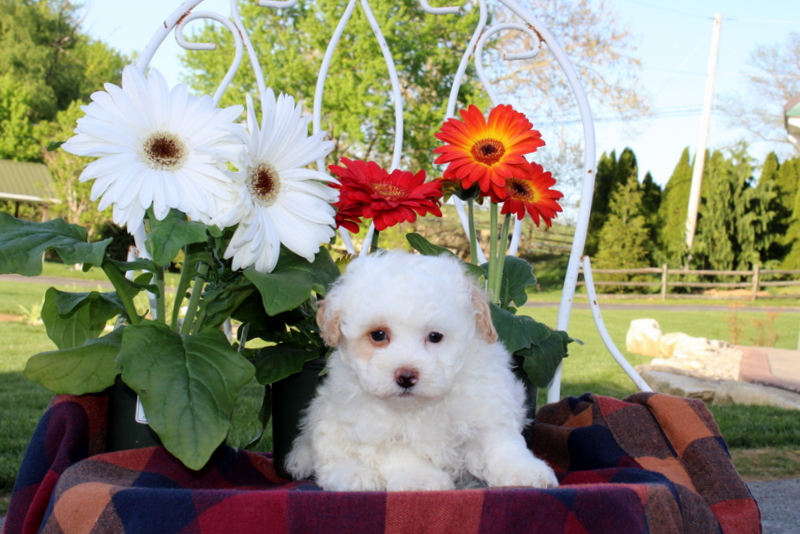 puppy, for, sale, Toy Poodle, Matthew B. Stoltzfus, dog, breeder, Gap, PA, dog-breeder, puppy-for-sale, forsale, nearby, find, puppyfind, locator, puppylocator, aca